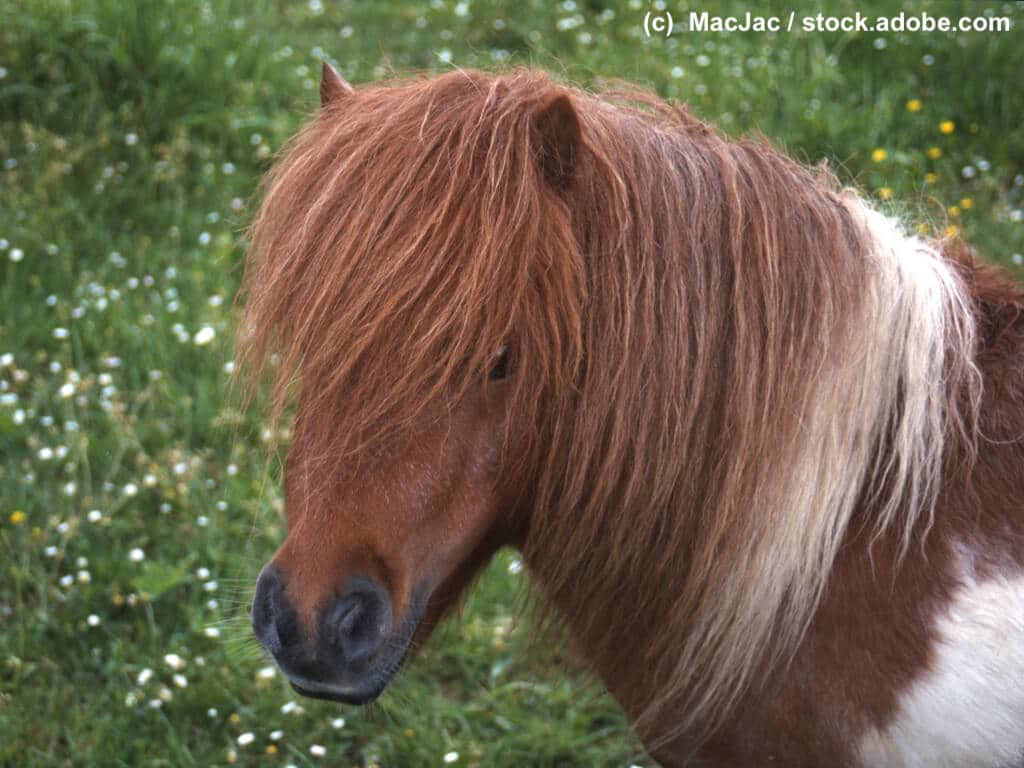 Shetlandpony Steckbrief