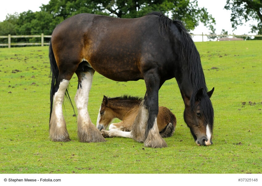Fohlen und Shire Horse, die größte Pferderasse der Welt