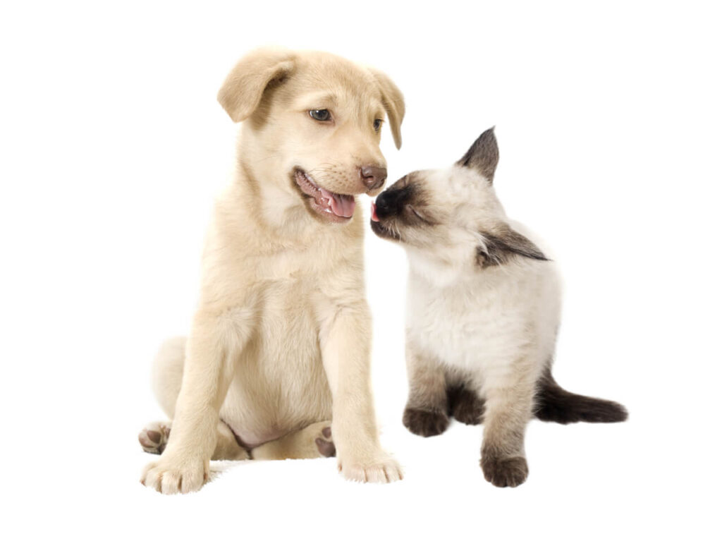Hund und Katze, echte Freunde