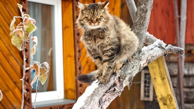Sibirische Katze auf einem Kletterbaum sitzend