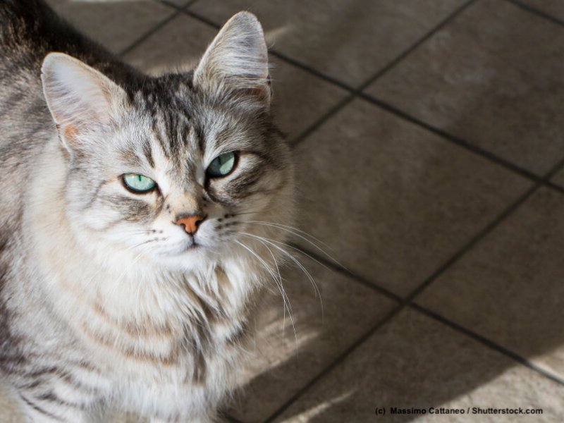 Katze ist rollig