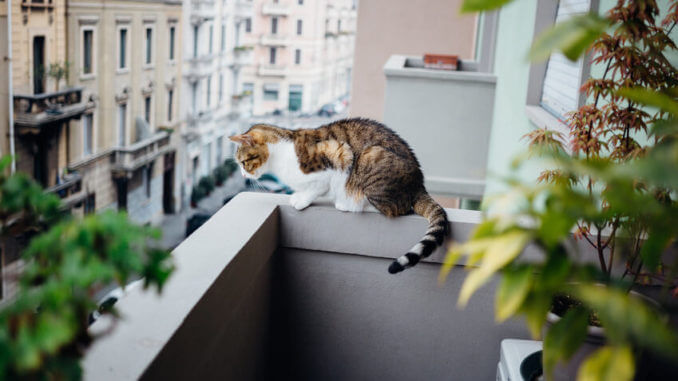Katze auf nicht gesicherten Balkon