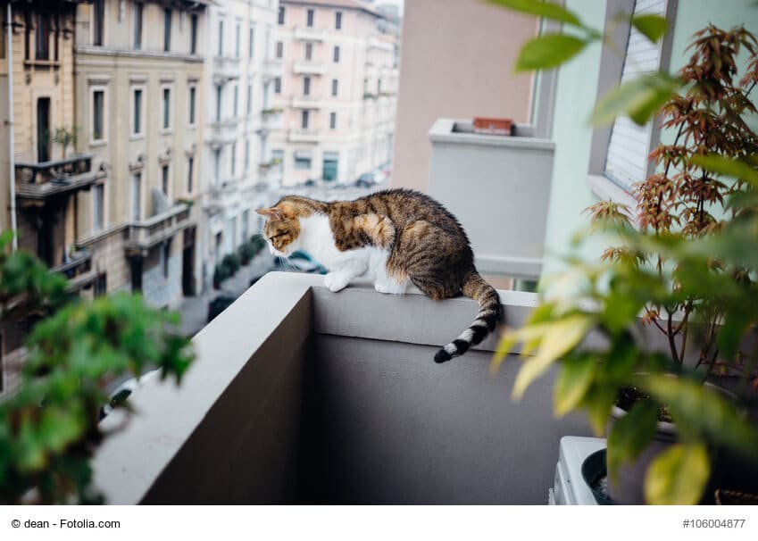 Katze auf nicht gesicherten Balkon