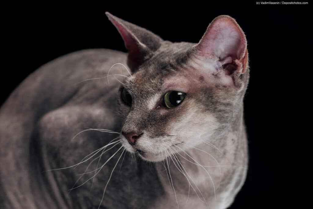 Hockende Sphynx Katze Nahaufnahme schwarzer Hintergrund