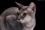 Hockende Sphynx Katze Nahaufnahme schwarzer Hintergrund