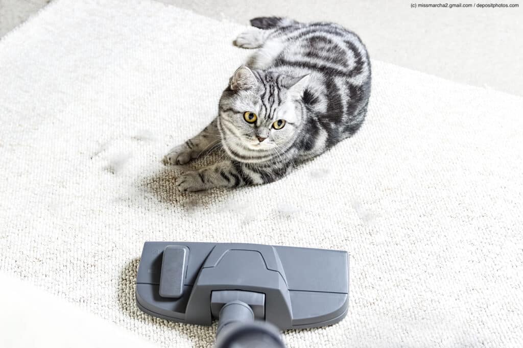 Graugetigerte Katze liegt auf einem weißen Teppich und guckt zu einer Staubsaugerbürste. Als Katzenallergiker solltest du auf jeden Fall regelmäßig deine Wohnung säubern.