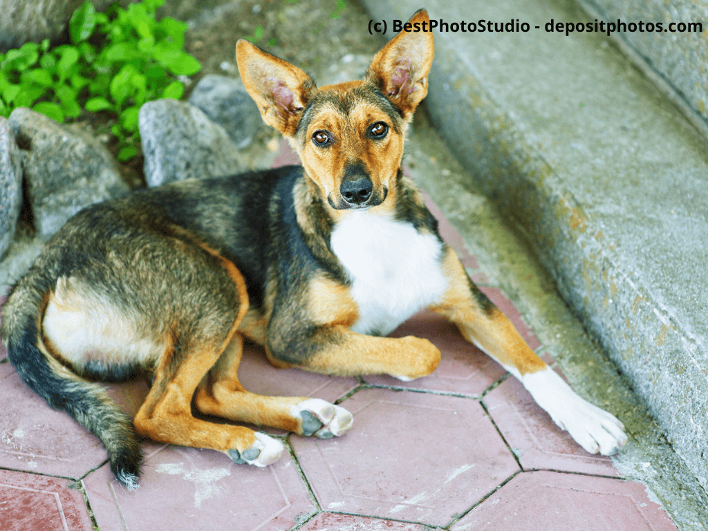 Straßenhund liegt auf Bürgersteig