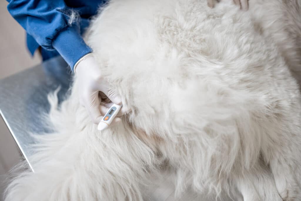 Nahaufnahme von einem Tierarzt, der bei einem weißen Hund, der auf dem Tisch liegt, die Körpertemperatur misst. Beschriftung lautet: Um Fieber bei deinem Hund zu erkennen, kann es sinnvoll sein, das Fiebermessen auch zu Hause durchzuführen.
