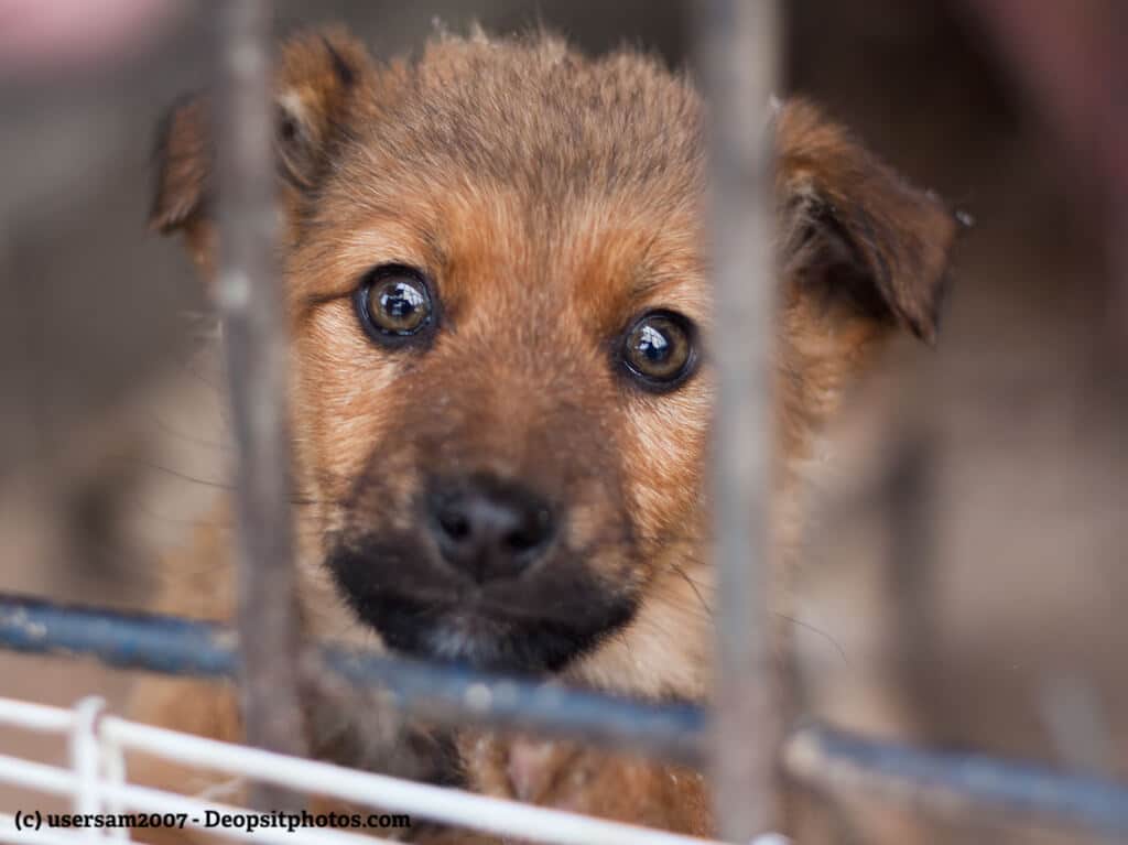 Ein Welpe schaut mit großen Knopfaugen aus einem Käfig in einem Tierheim