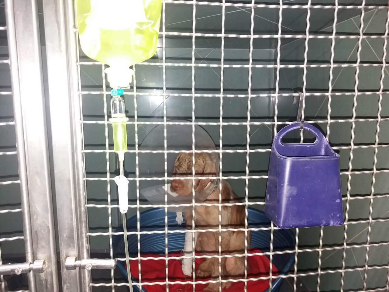 Hund beim Tierarzt Infusion