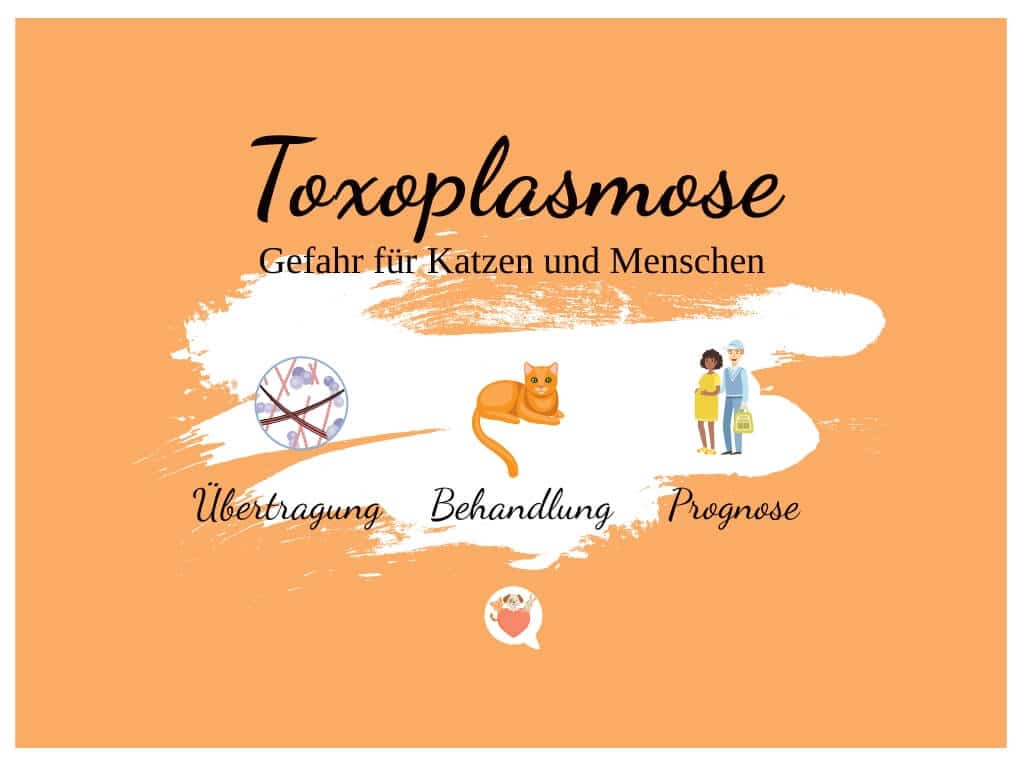 Toxoplasmose Gefahr für Katze und Mensch