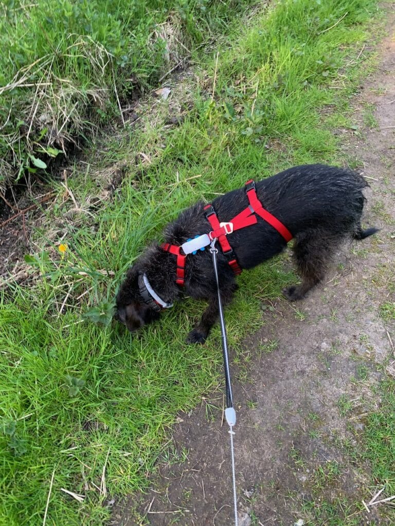 Ein schwarze mittelgroße Terriermixhündin mit einem roten Sicherheitsgeschirr und einem GPS-Tracker schnüffelt im Gras. Beschriftung lautet: Das Sicherheitsgeschirr Vario Rapid von Hunter ist gut verarbeitet.