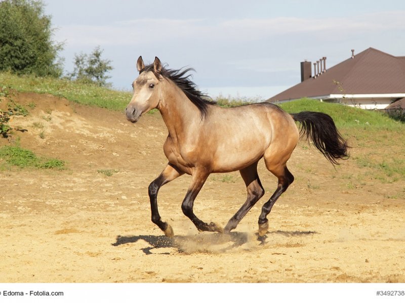 Trakehner Galopp