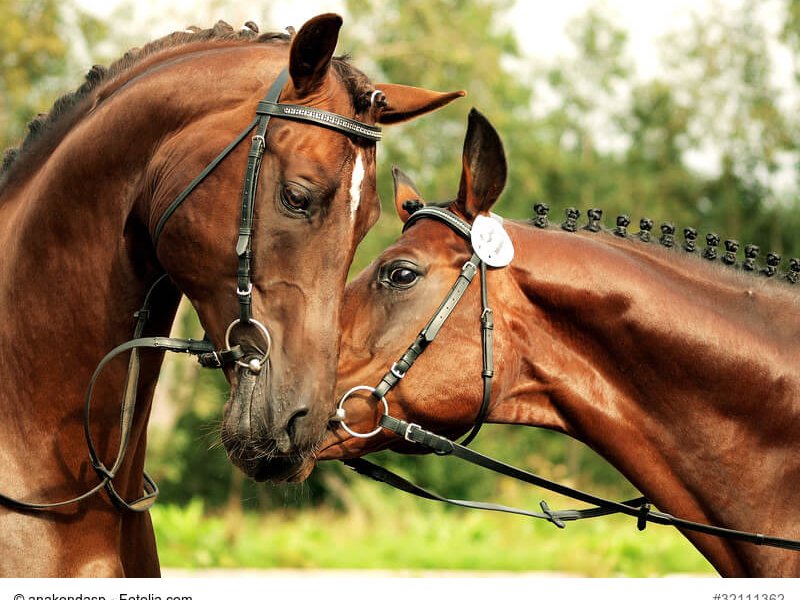 Trakehner Paar