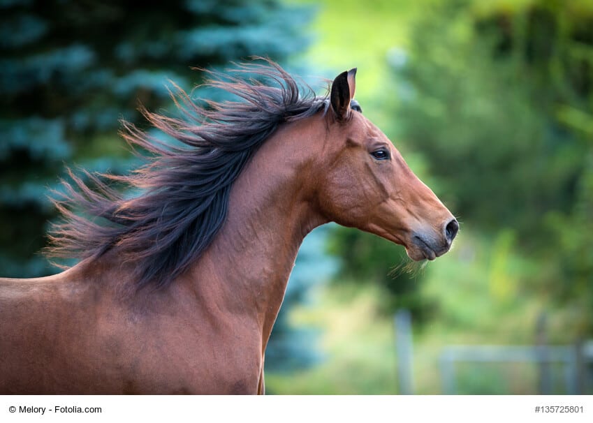 Trakehner Steckbrief