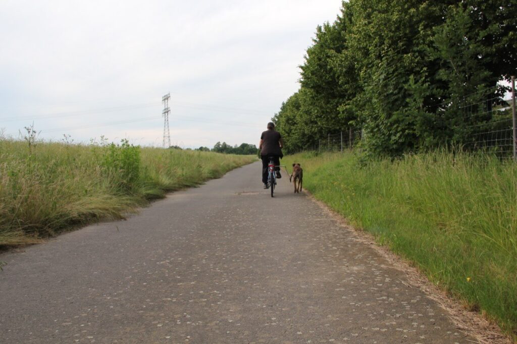 Hund und Radfahrer glücklich nebeneinander