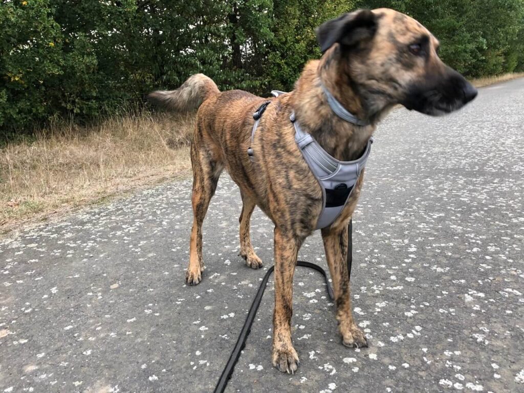 Hund mit Geschirr steht auf einem Weg. Beschriftung lautet: Die breite Brustplatte ist stabil und macht das Tragen bequem.