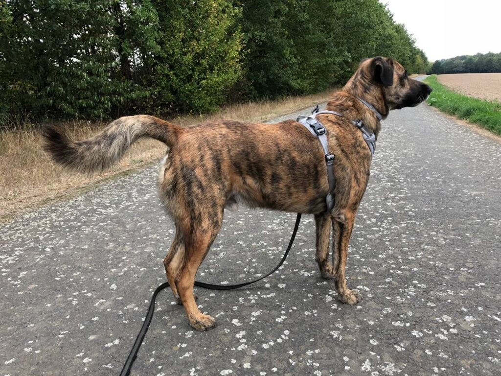 Braungetigerter Hund mit grauem Geschirr geht spazieren. Beschriftung lautet: Das Outdoor-Geschirr von truelove ist praktisch, saß beim Chief aber etwas eng an den Achseln.