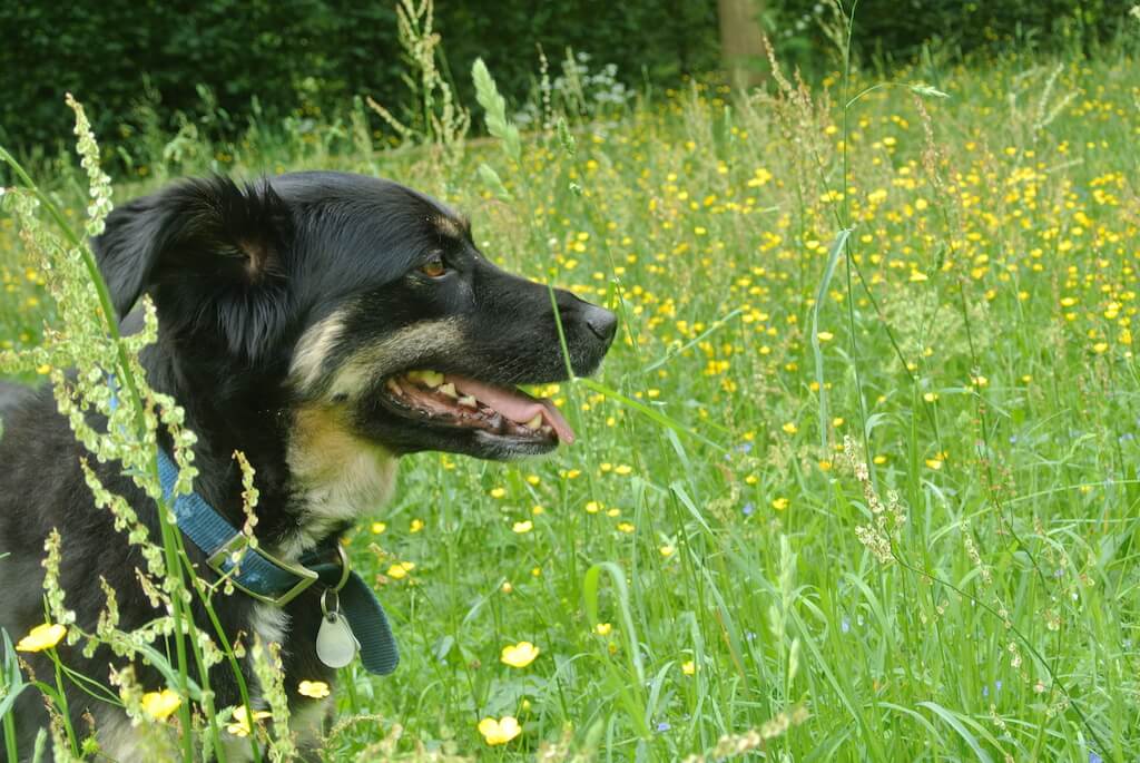 VegDog Testhündin Sirka