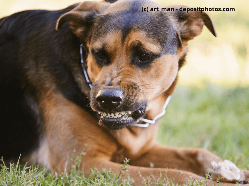 Wütend Hund