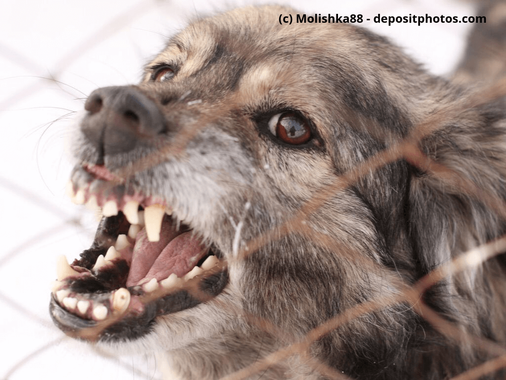 Wütender Hund in einem Stahlkäfig