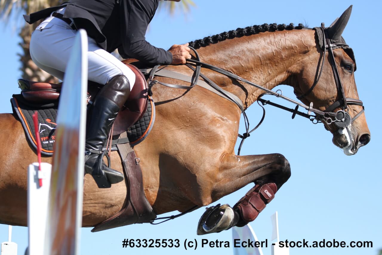 Ein Warmblüter springt mit Reiter über ein Hindernis