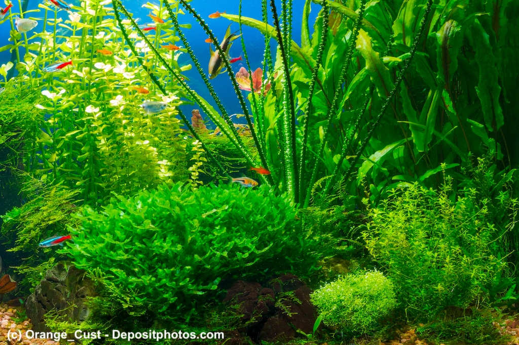 Wasserstern Pogostemon helferi in einem Aquarium