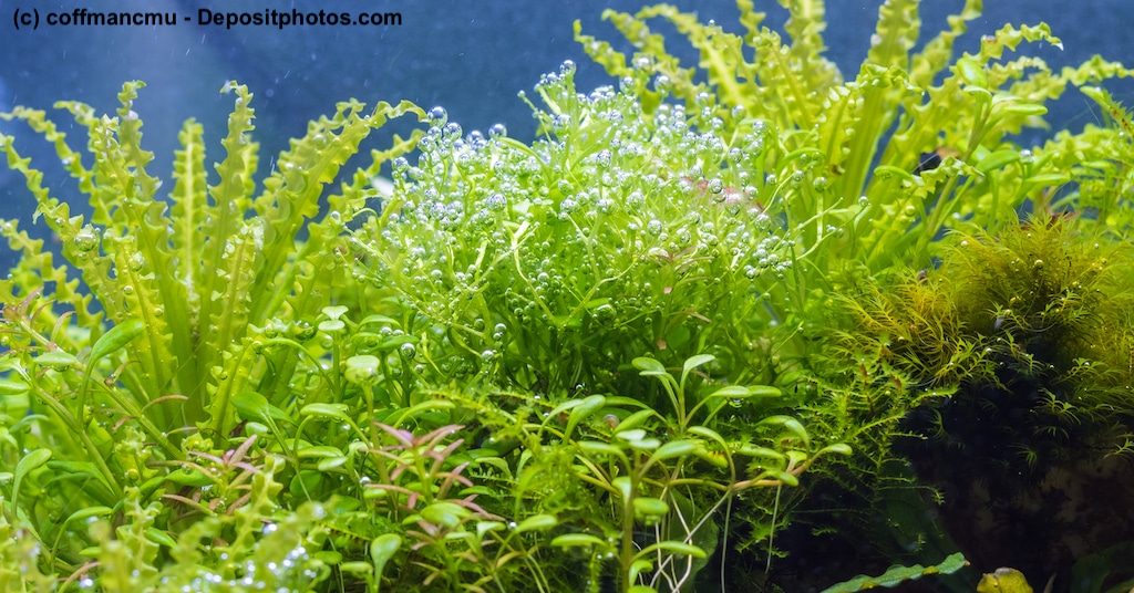 Wasserstern Pogostemon helferi in einem Aquarium