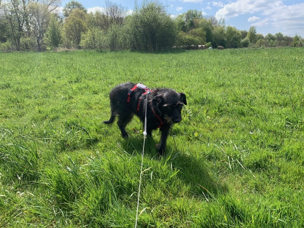 Ein GPS-Tracker von Weenect gibt auch bei ängstlicheren Hunden in fremder Umgebung Sicherheit.
