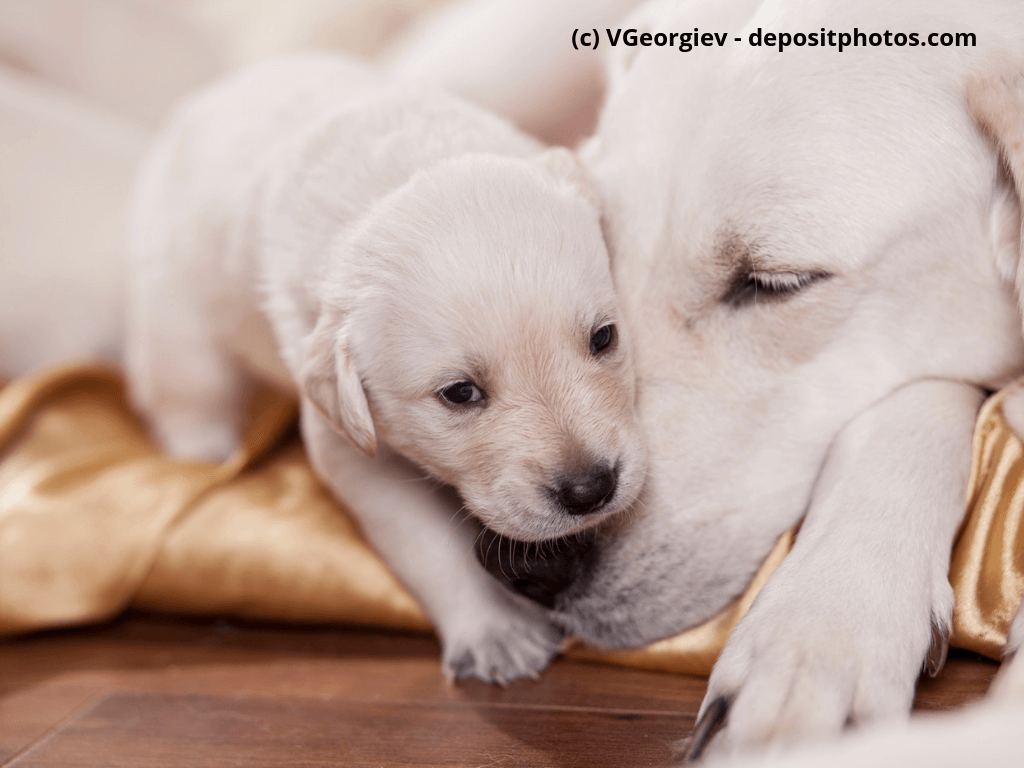 Weiße Labrador Retriever Mutter mit Welpe