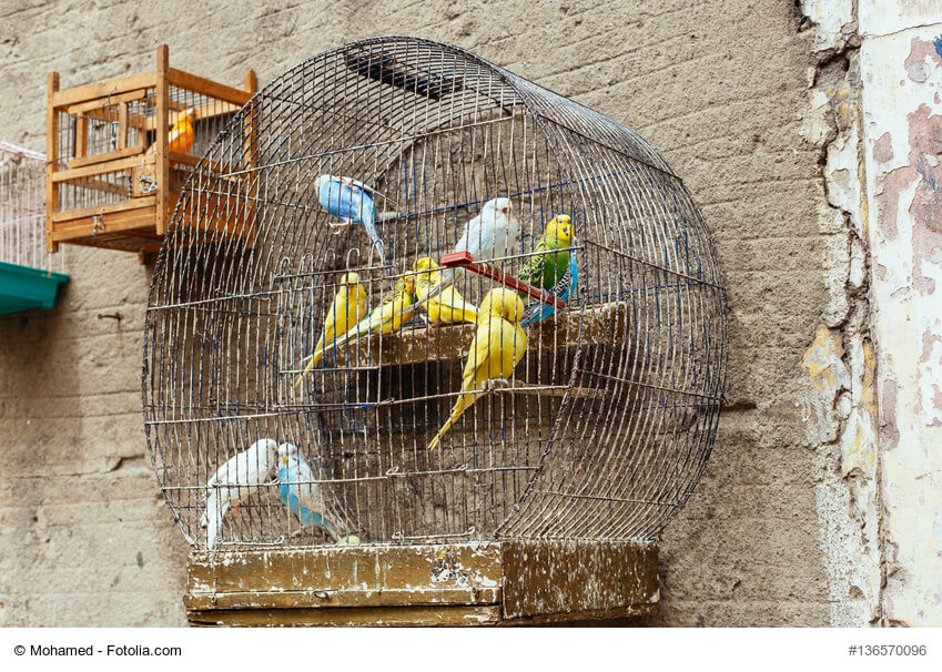 Viel zu kleiner, schmutziger Vogelkäfig mit 8 Wellensittichen verschiedener Farben. 