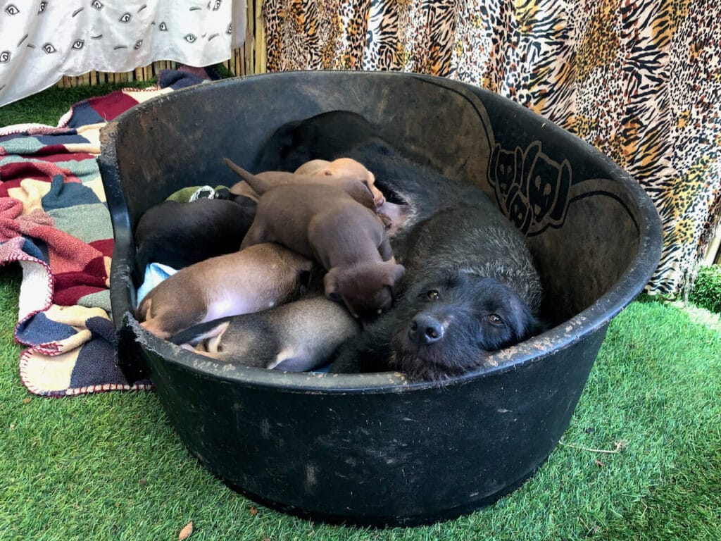 Je nachdem, wie alt dein Hund ist und wie sein Aktivitätslevel ist oder ob es andere Besonderheiten gibt, braucht er anderes Futter.