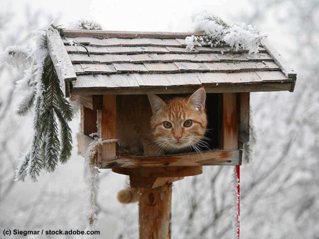 Katze im Vogelhaus