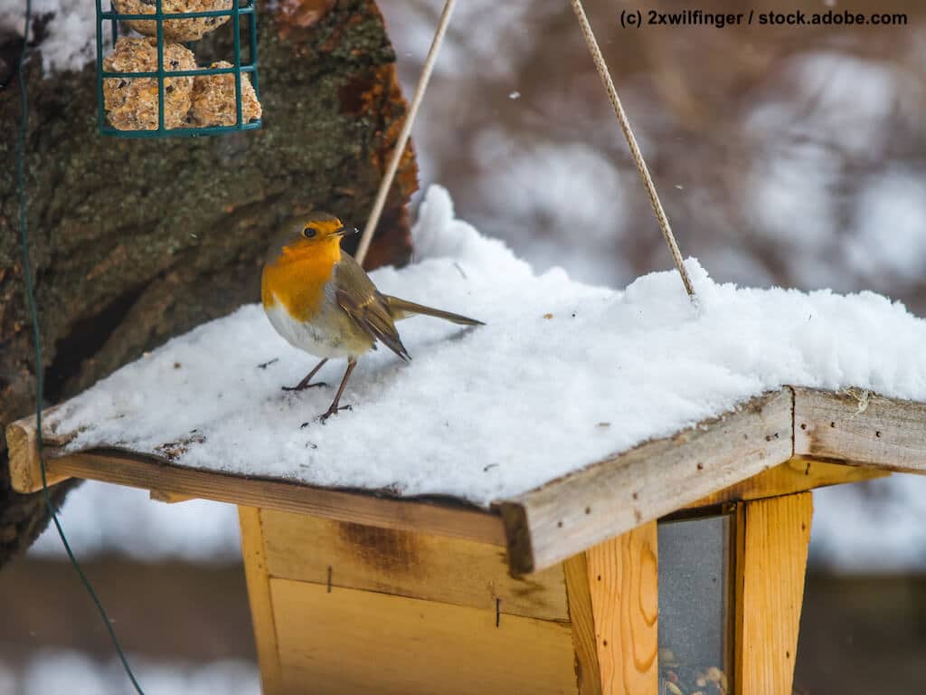 Rotkehlchen auf Futtersuche
