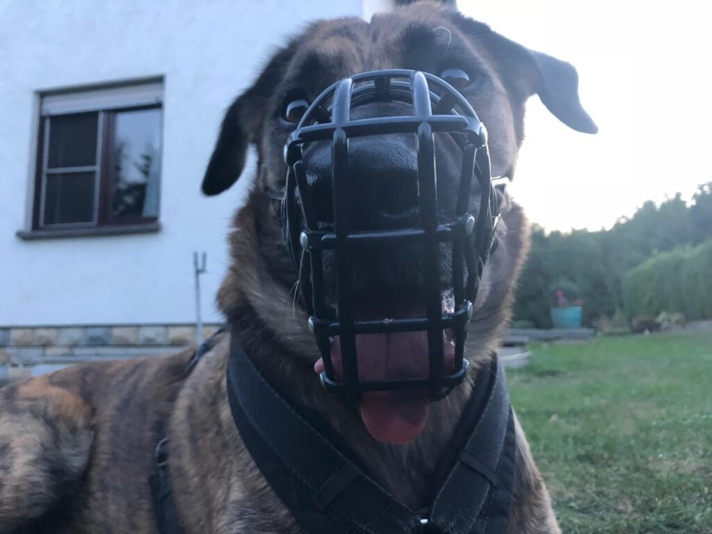 Hechelnder Hund von vorne fotografiert mit einem schwarzen zu kleinen Windhundmaulkorb