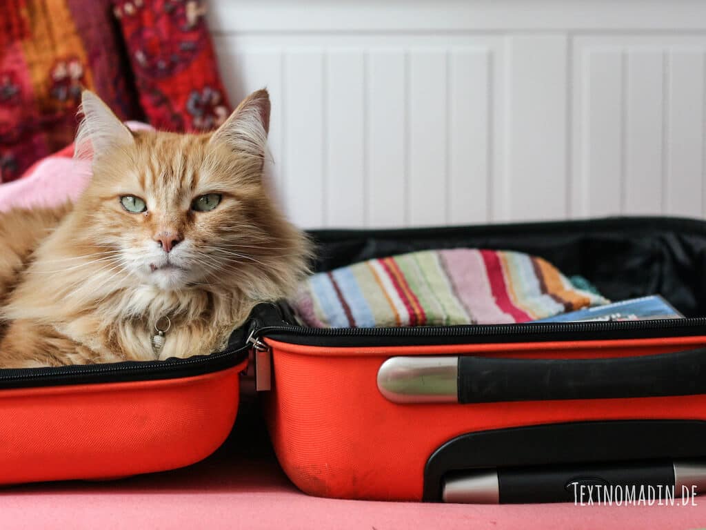 Nicht alle Katzen können problemlos alleine bleiben. Manche reagieren auf Reisen von Herrchen und Frauchen mit Unsauberkeit.