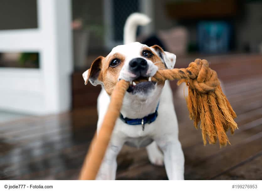Zieh und Zerrspiegel mit Hund