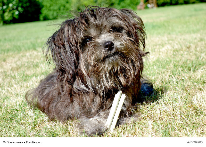 Dunkler Hund mit Zahnpflege-Leckerlie