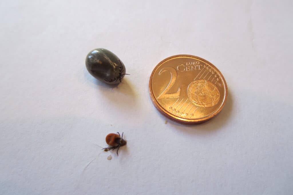 Zecken können sich auf ein Vielfaches ihrer Eine kkeine und eine vollgesogene Zecke neben einem 2-Cent-Stück. Beschreibung lautet: Größe vollsaugen. Manche übertragen Krankheiten.