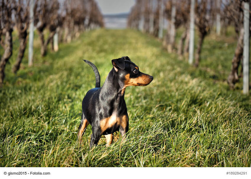 Zwergpinscher  Steckbrief