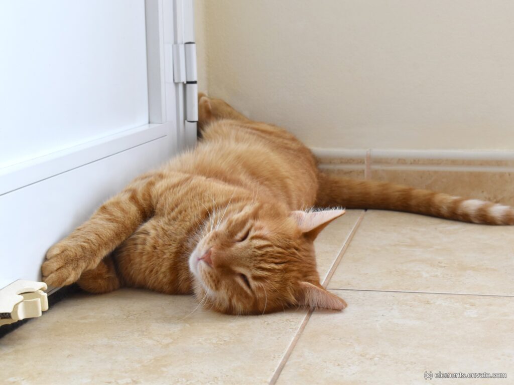 Im Sommer liegen Katzen gerne an kühlen Plätzen wie hier auf dem Fliesenboden vor der Tür.