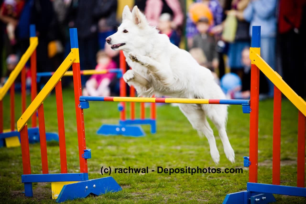 ein weißer großer Hund im Sprung über ein buntes Hindernis während eines Agility-Turnieres