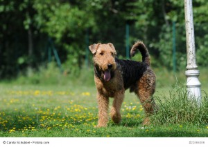 Stehender Airdale Terrier, der in die Sektion 1 der Hochläufigen Terrier gehört.