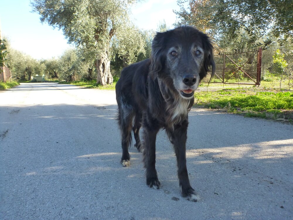 Alter schwarzer Hund läuft im Schatten