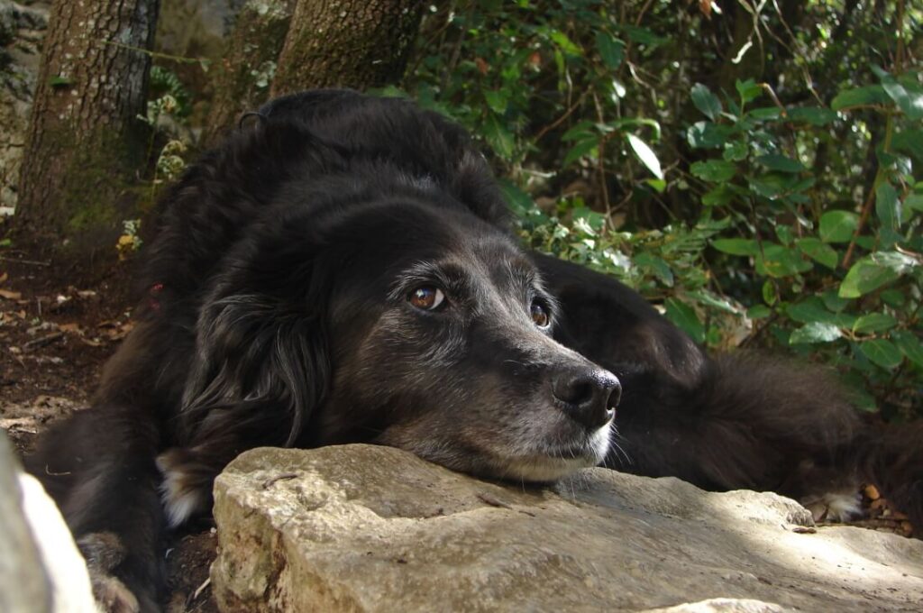 Schwarzer Mischlingshund liegt mit seinem Kopf auf einem Stein