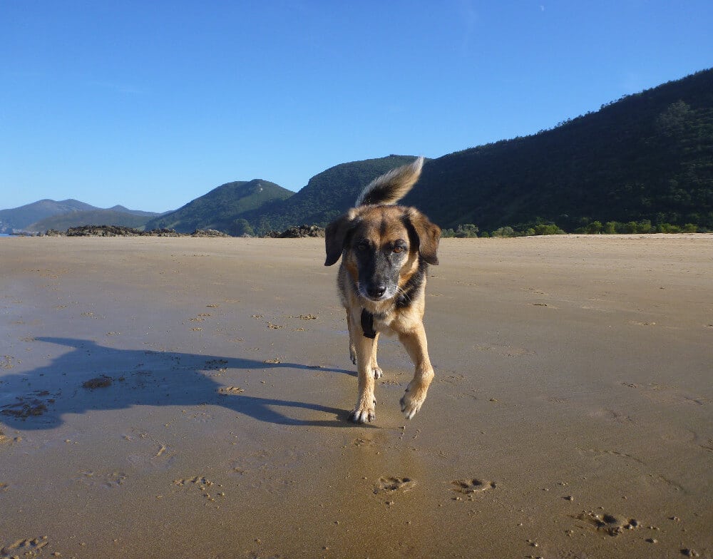 Schwarz-brauner Mischlingshund am Strand