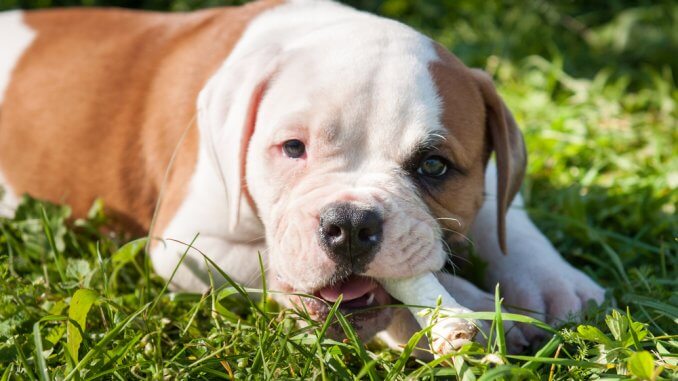 American Bulldog Welpe liegen mit Kauknochen