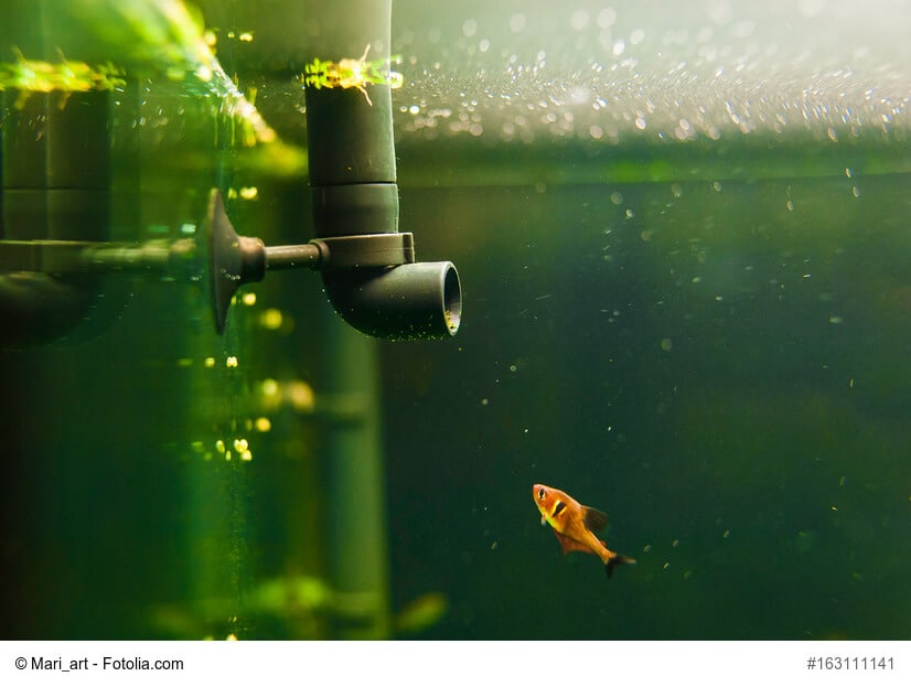 Kleiner Goldfisch schwimmt im Aquarium auf die Pumpe zu.