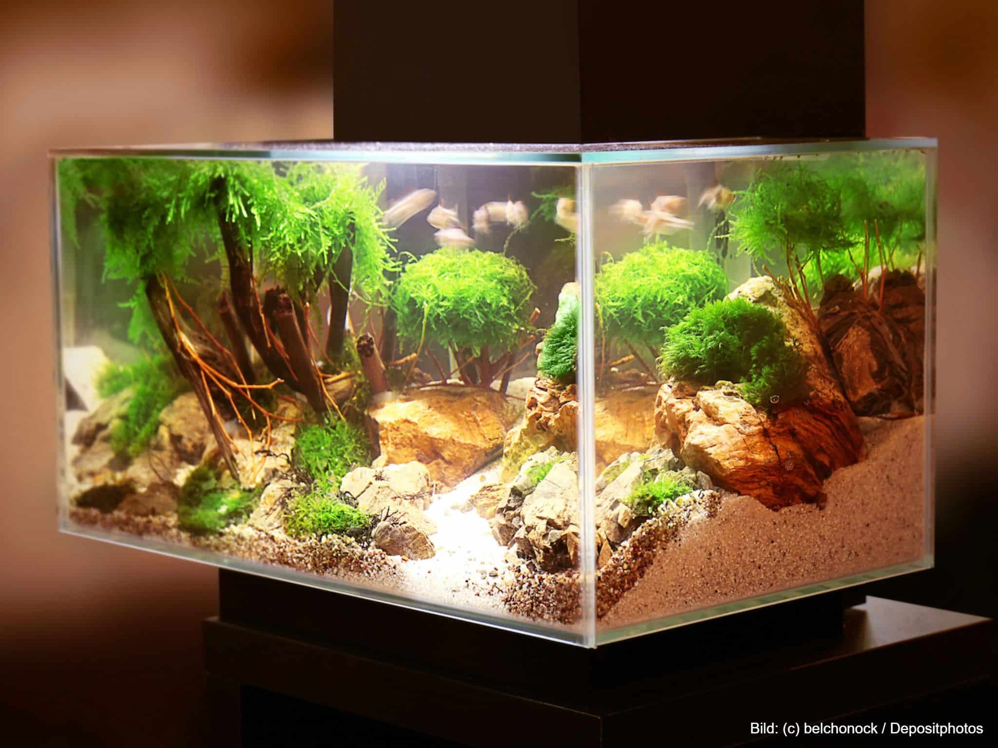 Aquarium-Silikon transparent