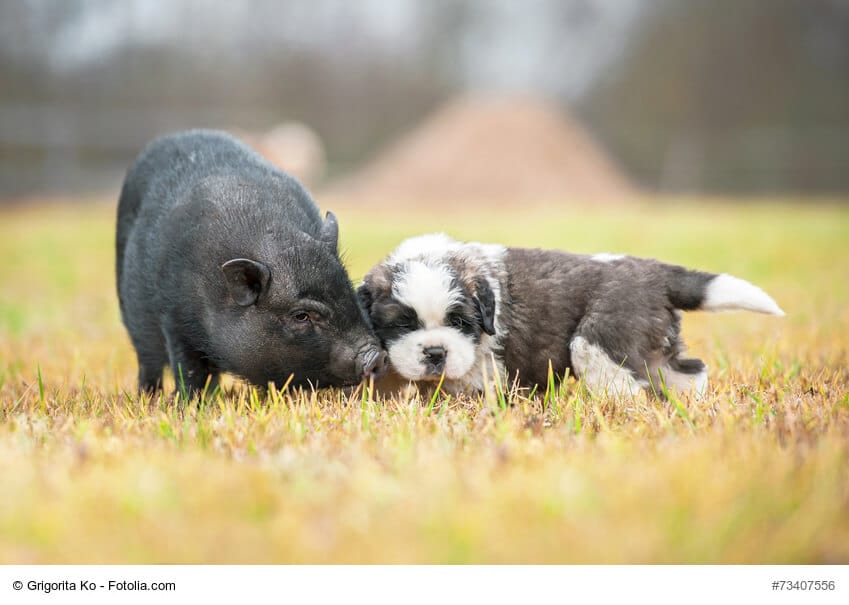 Ein Minni-Schwein und ein Bernhardiner-Welpe auf einer Wiese